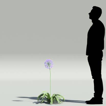 African lily V2