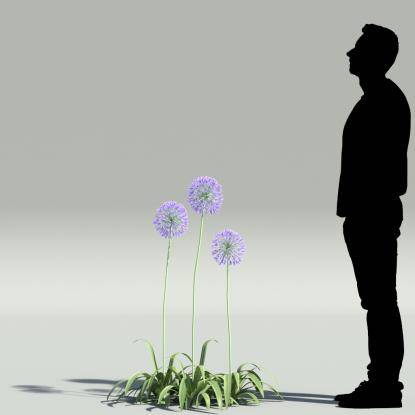African lily V3