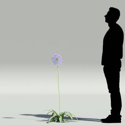 African lily V4