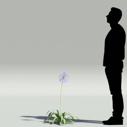 African lily V5