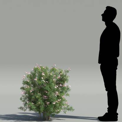 Dwarf Oleander V3