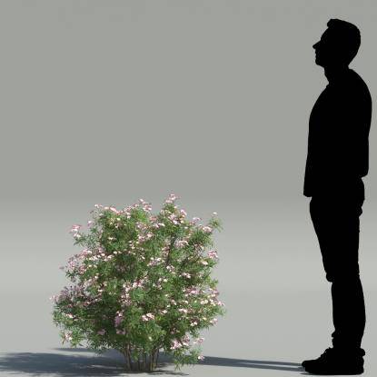 Dwarf Oleander V5