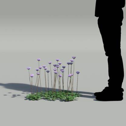 Dwarf Pincushion V1