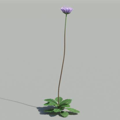 Dwarf Pincushion V3