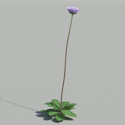 Dwarf Pincushion V4