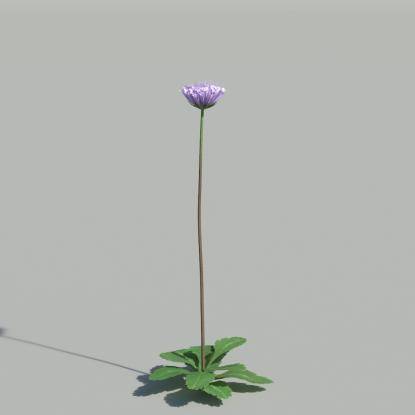 Dwarf Pincushion V5