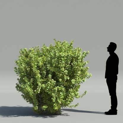 Golden Euonymus V1