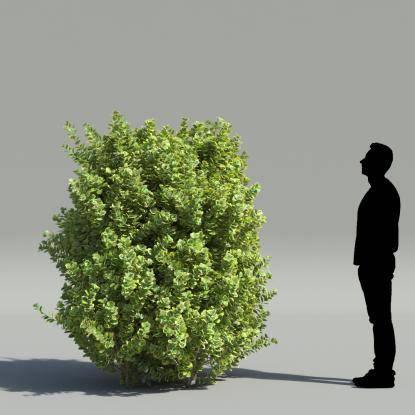 Golden Euonymus V2