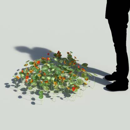 Indian cress V1