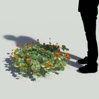 Indian cress V2