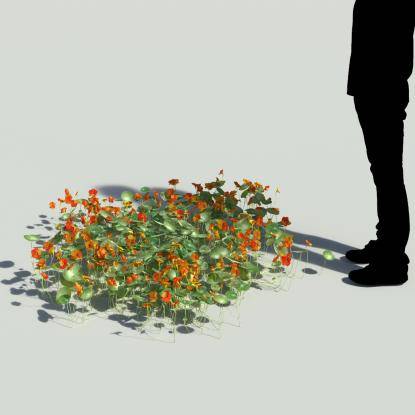 Indian cress V5
