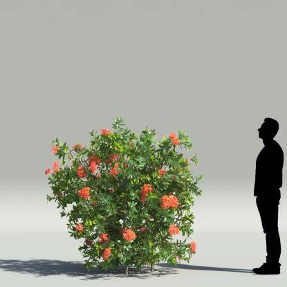 Jungle geranium V2