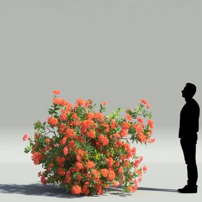 Jungle geranium V5