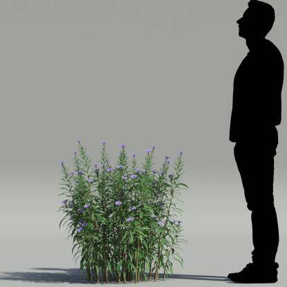 Mexican petunia V1