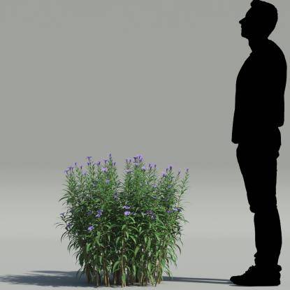 Mexican petunia V2