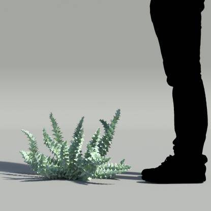 Myrtle spurge V1