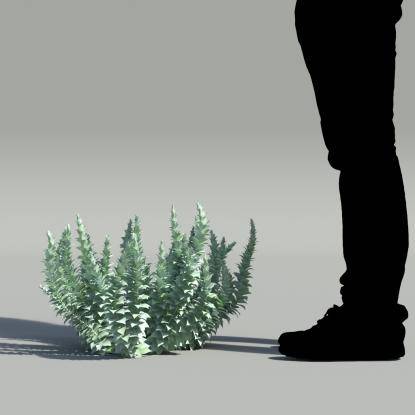 Myrtle spurge V2