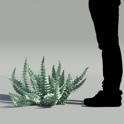 Myrtle spurge V5