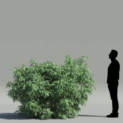 Spanish jasmine V1