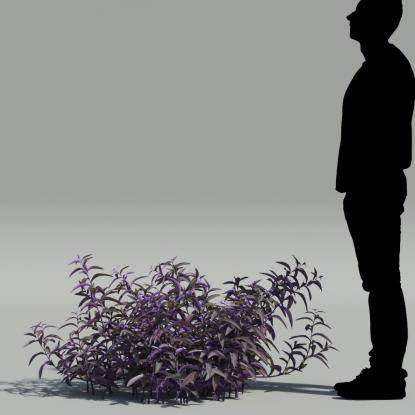 Wandering jew V1