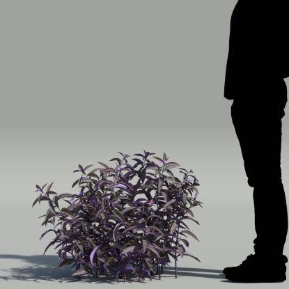 Wandering jew V4