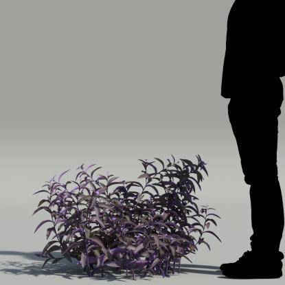 Wandering jew V5