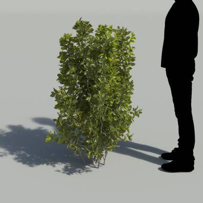 Bay Laurel Bush 1