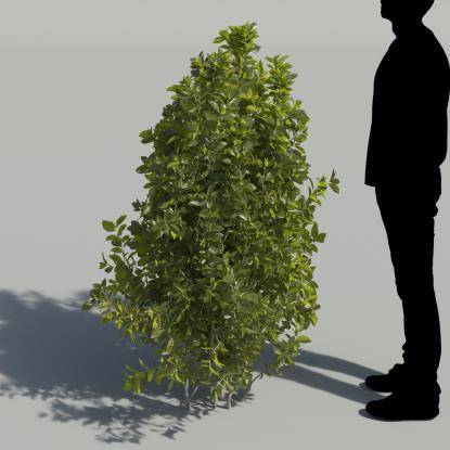 Bay Laurel Bush 2