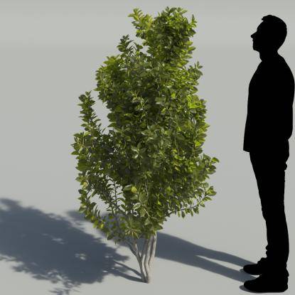 Bay Laurel Tree 1