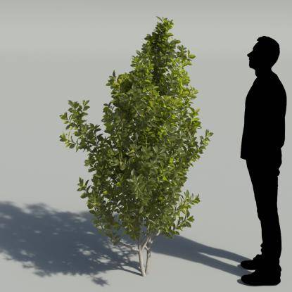 Bay Laurel Tree 2
