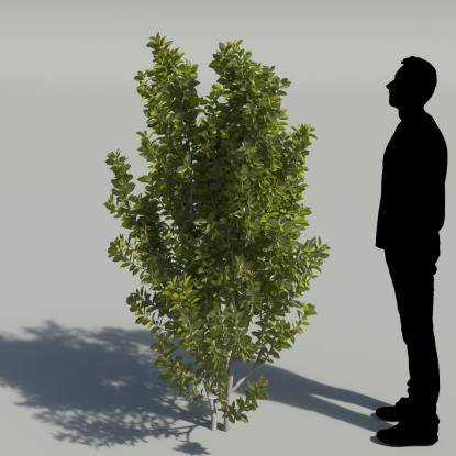 Bay Laurel Tree 3