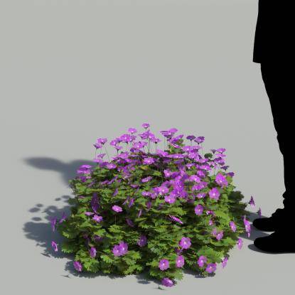 Bloody Crane's-bil Flowering Bush 3