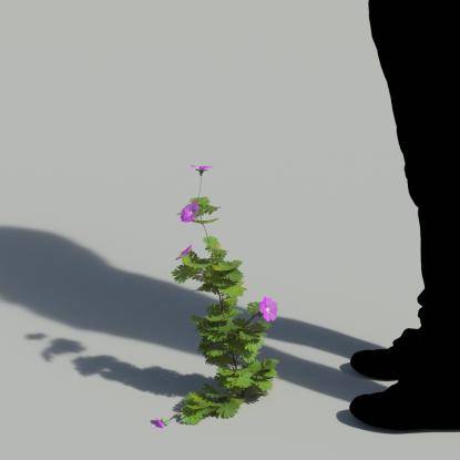 Bloody Crane's-bil Single Flowering Plant 1