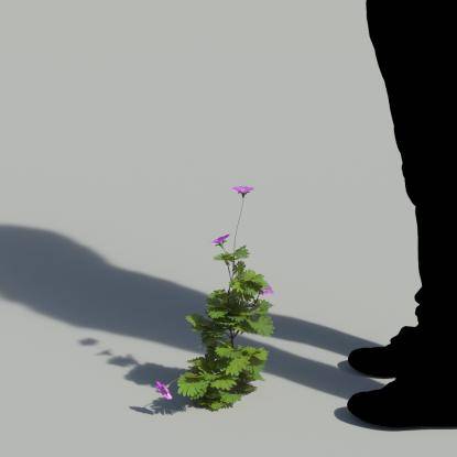 Bloody Crane's-bil Single Flowering Plant 2