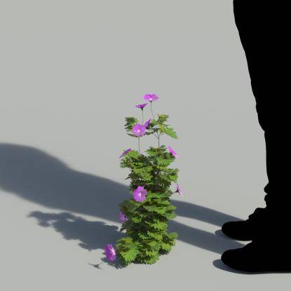 Bloody Crane's-bil Single Flowering Plant 3