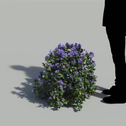 Bush Violet Bush 1