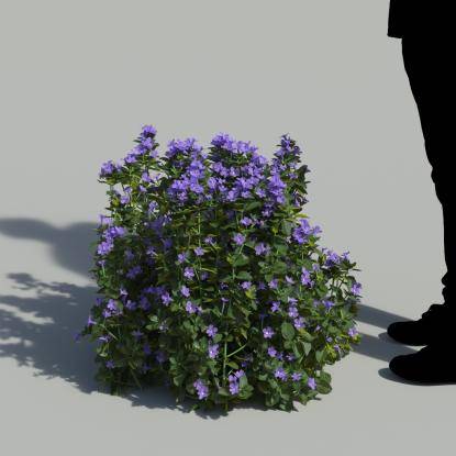 Bush Violet Bush 2