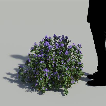 Bush Violet Bush 3