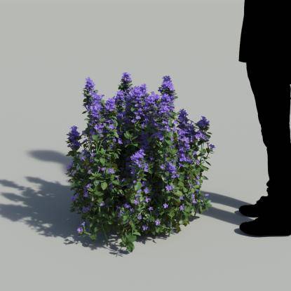 Bush Violet Flowering Bush 1