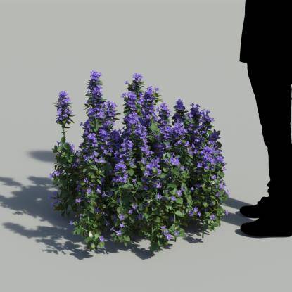 Bush Violet Flowering Bush 2