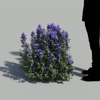 Bush Violet Flowering Bush 3