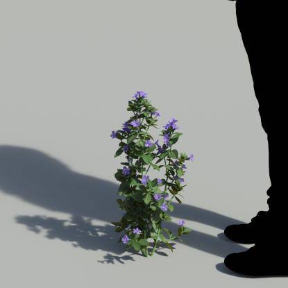 Bush Violet Single Flowering Plant 1