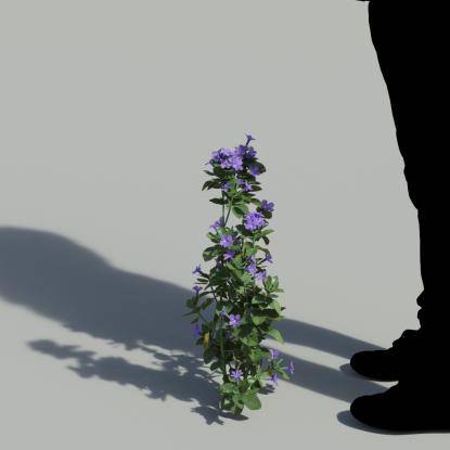 Bush Violet Single Flowering Plant 2