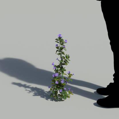 Bush Violet Single Flowering Plant 3
