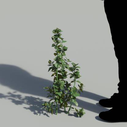 Bush Violet Single Plant 2
