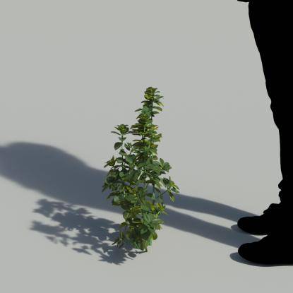 Bush Violet Single Plant 3