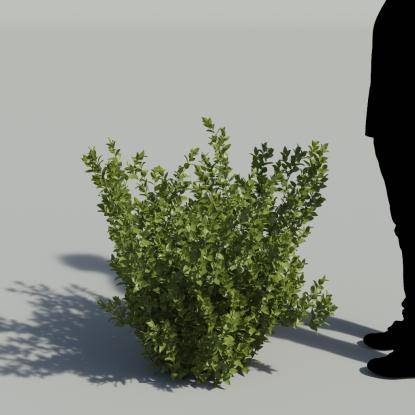 Butchers broom Bush 1