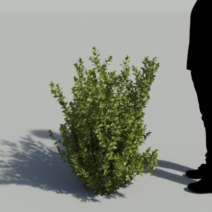 Butchers broom Bush 2