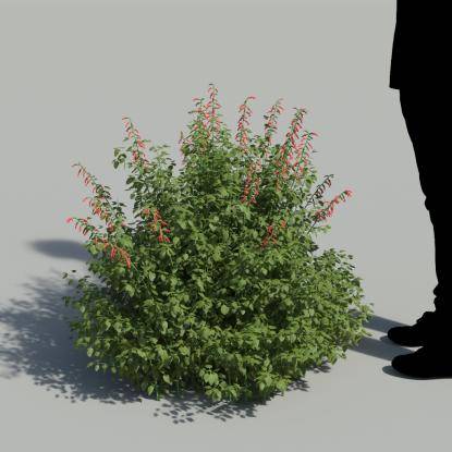 Cardinal Sage Bush 1