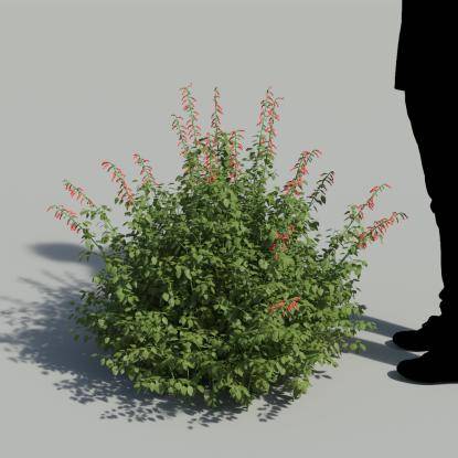 Cardinal Sage Bush 2